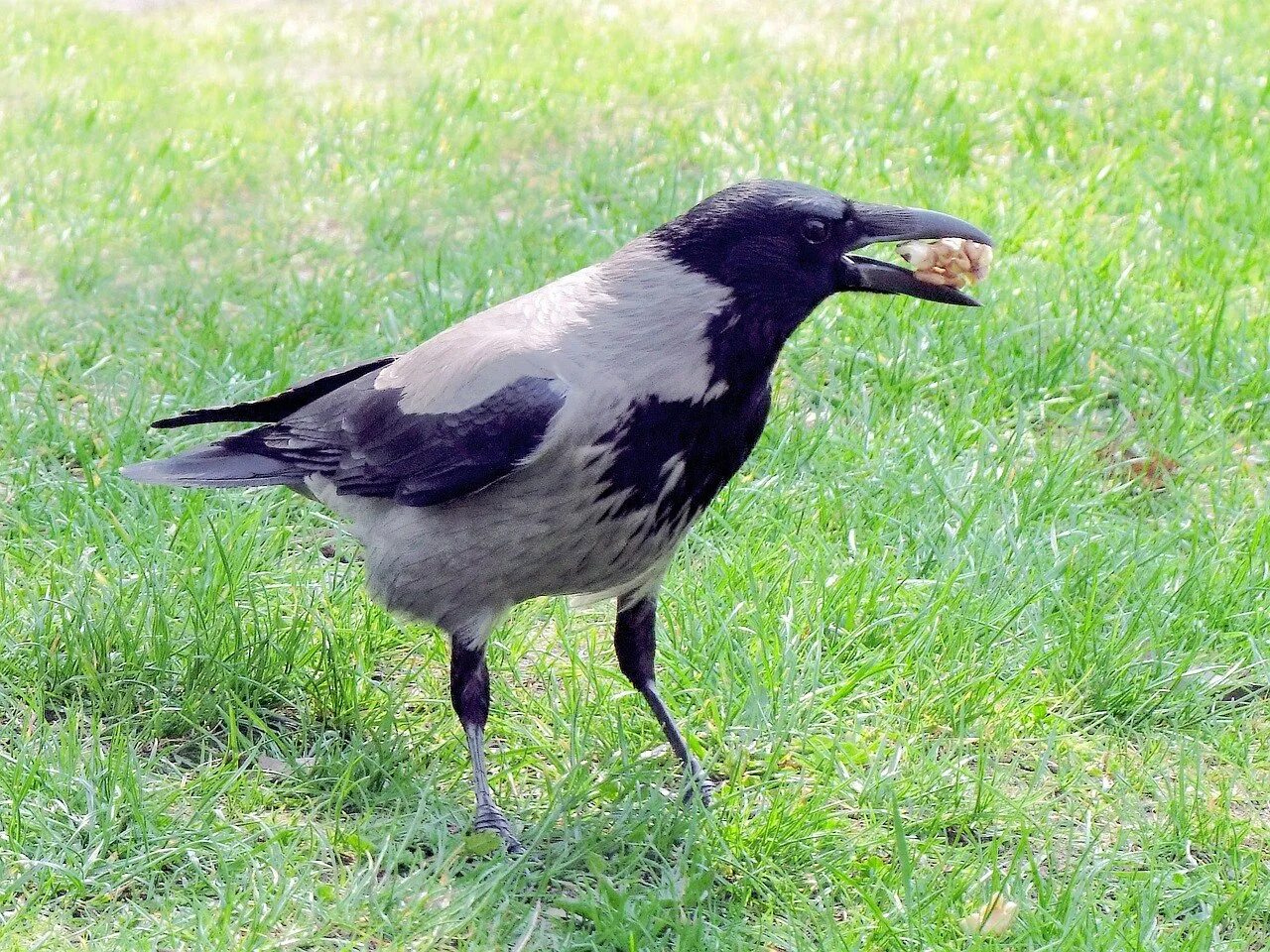 Серый ворон 7. Се́рая воро́на Corvus cornix. Серый ворон птица. Серая ворона. Серая ворона птица.