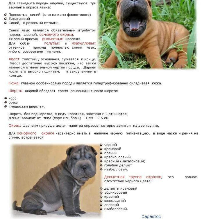 Можно ли давать шарпею