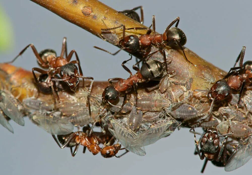Муравьи вредители. Борьба с муравьями. Муравьев на участке.. Муравьиная тля.