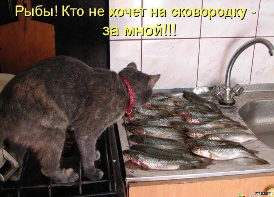 Кот с рыбой. Кот жрет рыбу. Кот съел рыбу. Котик рыбачит. Я начал есть рыбу.