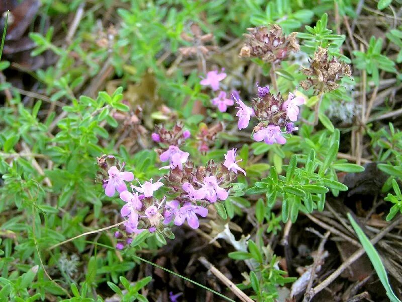 трава череды трехраздельной сырье. настой чабрец. душица обыкновенная фитотерапия. Thymus serpyllum l. тимьян ползучий чабрец сырье.