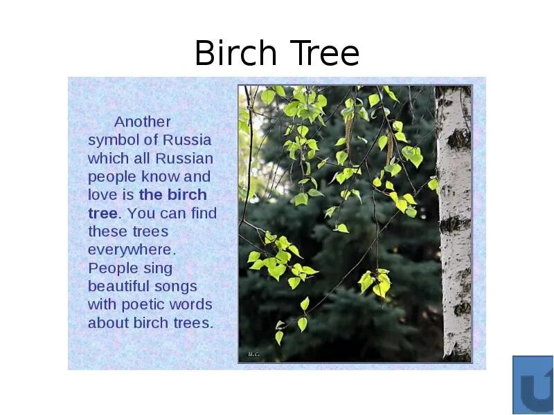 Березка перевод. Birch на английском языке. Birch Tree Russian symbol. Birch на английском языке с произношением. Birch Tree перевод.