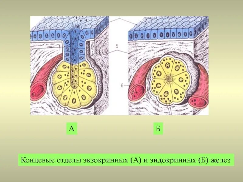 Железистый экзокринный эпителий. Железистый эндокринный эпителий. Железистый эпителий экзокринные железы. Железистый эпителий анатомия.