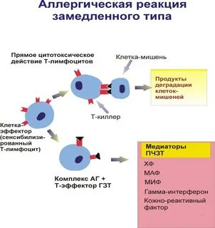 Тип иммунного повреждения