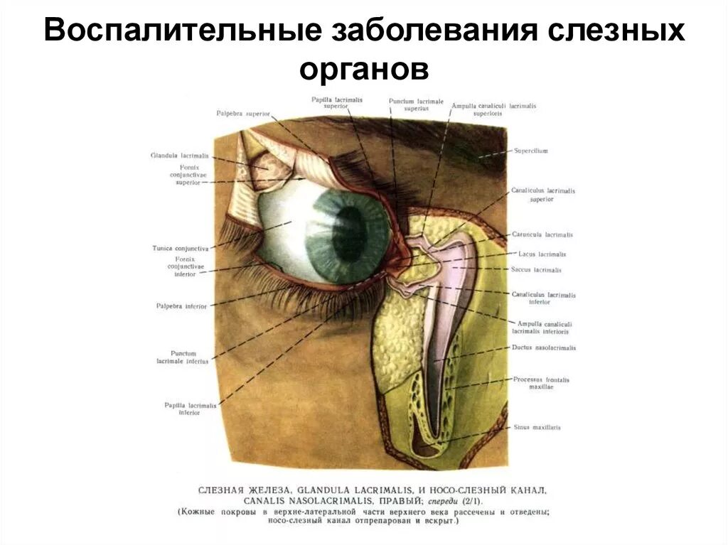 Аболевания слёзных органов. Патология слезной железы. Воспалительные заболевания слезных органов. Придаточный аппарат глаза. Лечение слезной железы