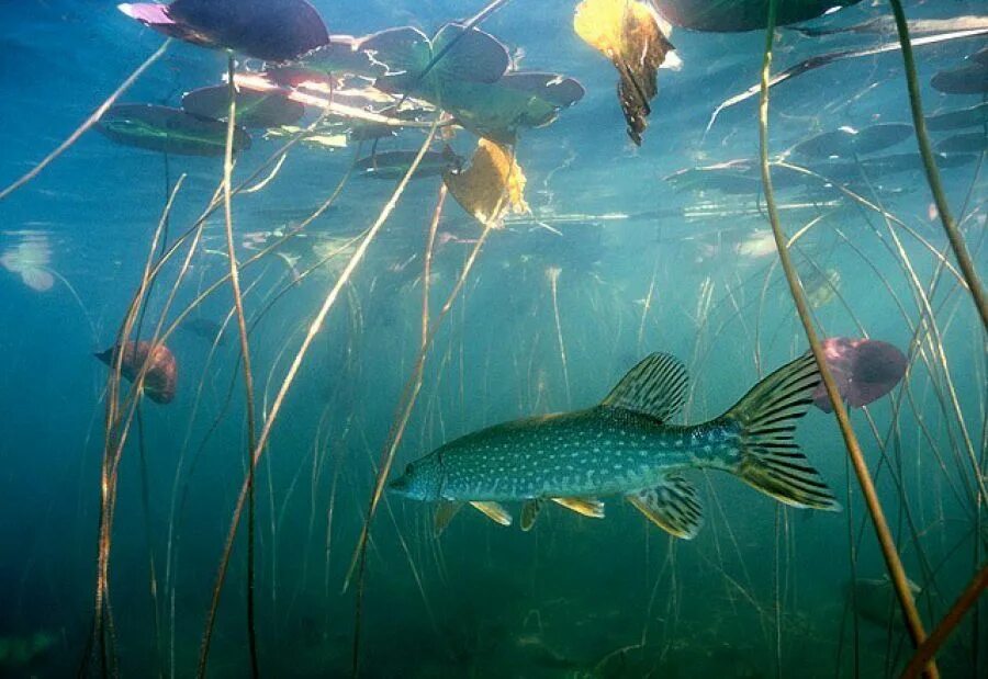 Карась среда обитания водная. Рыба в озере. Рыба в реке. Подводный мир реки. Рыбки под водой.