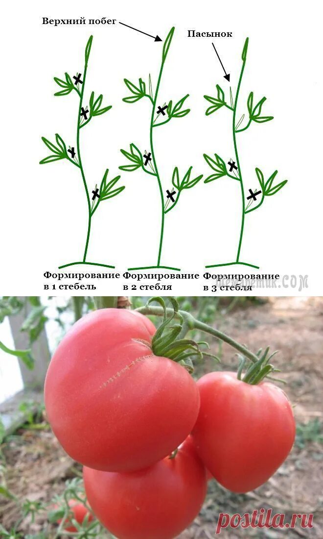 Нужно ли пасынковать помидоры. Пасынкование томатов. Пасынковать томаты. Схема пасынкования томатов. Помидоры черри пасынкование.