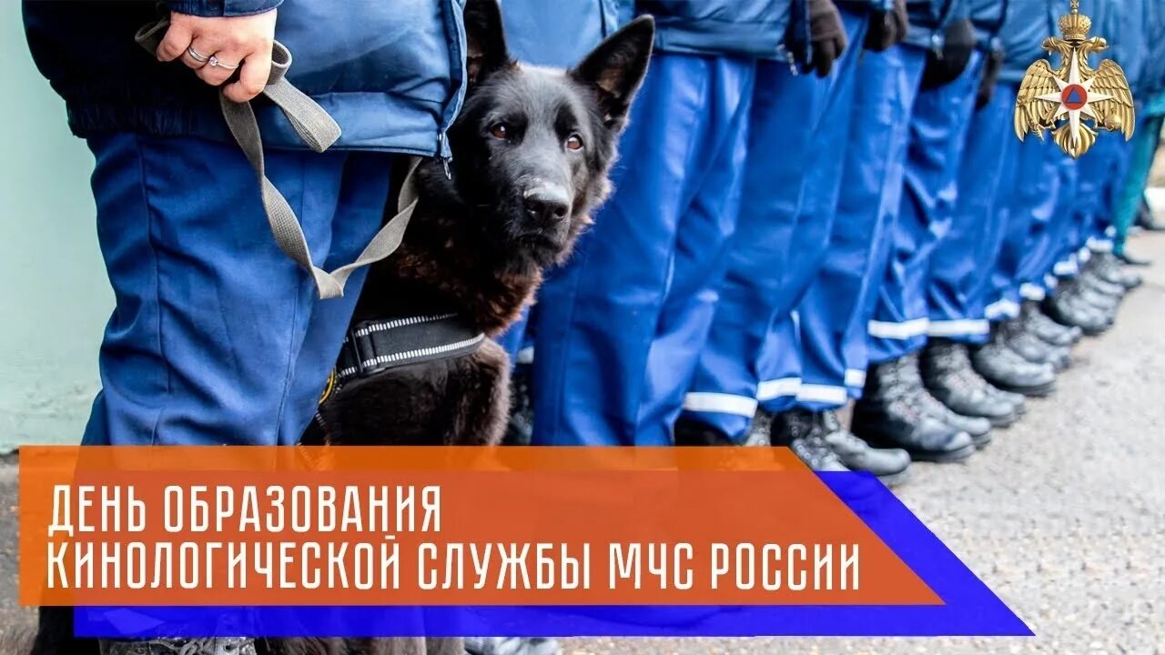 Спасатели кинологи мчс. Ногинск кинологи мчс. Собаки кинологической службы. Поисково-спасательная служба. Кинолог мчс собаками.