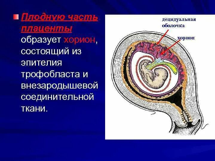 Децидуальная оболочка гистология. Ворсинчатый хорион. Децидуальная оболочка плаценты гистология. Хорион ворсинки зародыш.