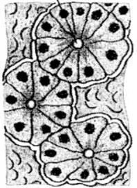 Шуточные характеристики гостей на юбилее. Виды тканей. Ткань бывает жидкой и твердой. Аксоны и дендриты. Ткань бывает жидкой и твердой.