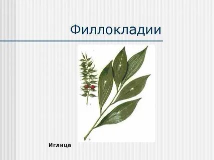 Филлокладий это видоизмененный