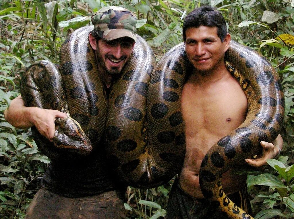 Покажи человек змея. Анаконда змея. Анаконда в джунглях. Южная Америка Амазонка Анаконда.