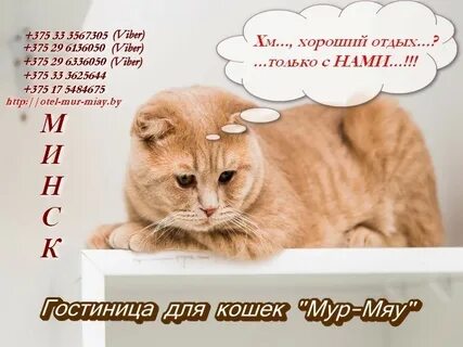 Кошечка мур мяу