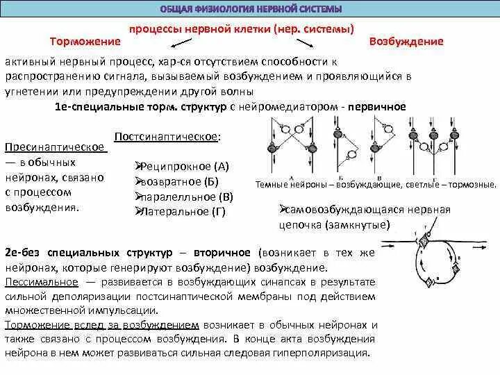 Процесс возбуждения нервных клеток. Основные процессы протекающие в нервных клетках. Процесс возбуждения нервной клетки. Схема возбуждения нервной клетки. Процессы возбуждения и торможения в нервных клетках.