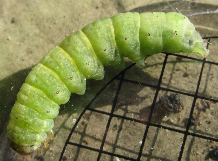 гусеница дубового бражника. сосновый бражник гусеница. гусеница бражника тополевого. старая гусеница. Papilio troilus гусеница.
