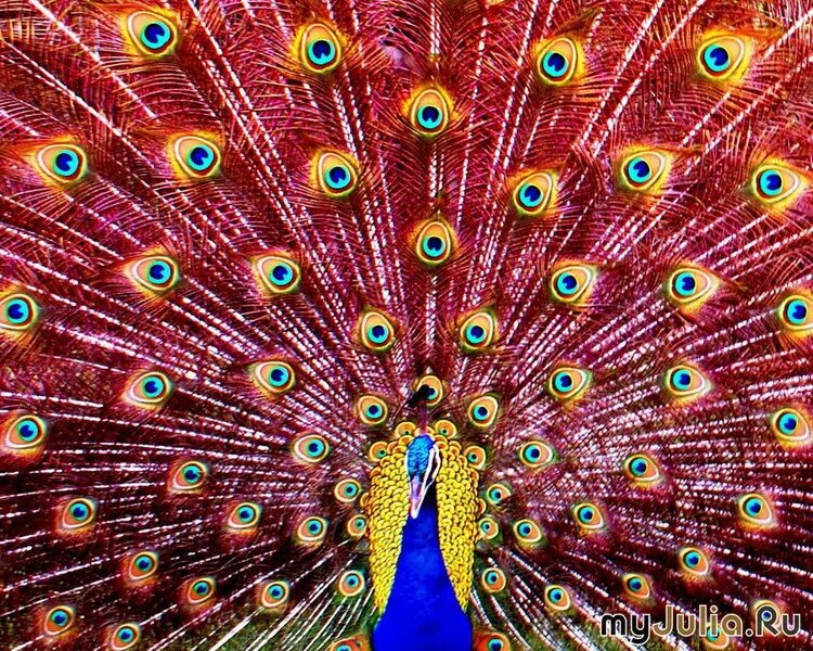 красный павлин дата. красный павлин. обыкновенный павлин черноплечий. сказочный павлин. павлин камео.
