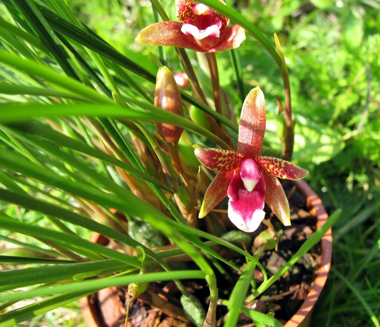 Maxillaria porphyrostele - Орхидеи