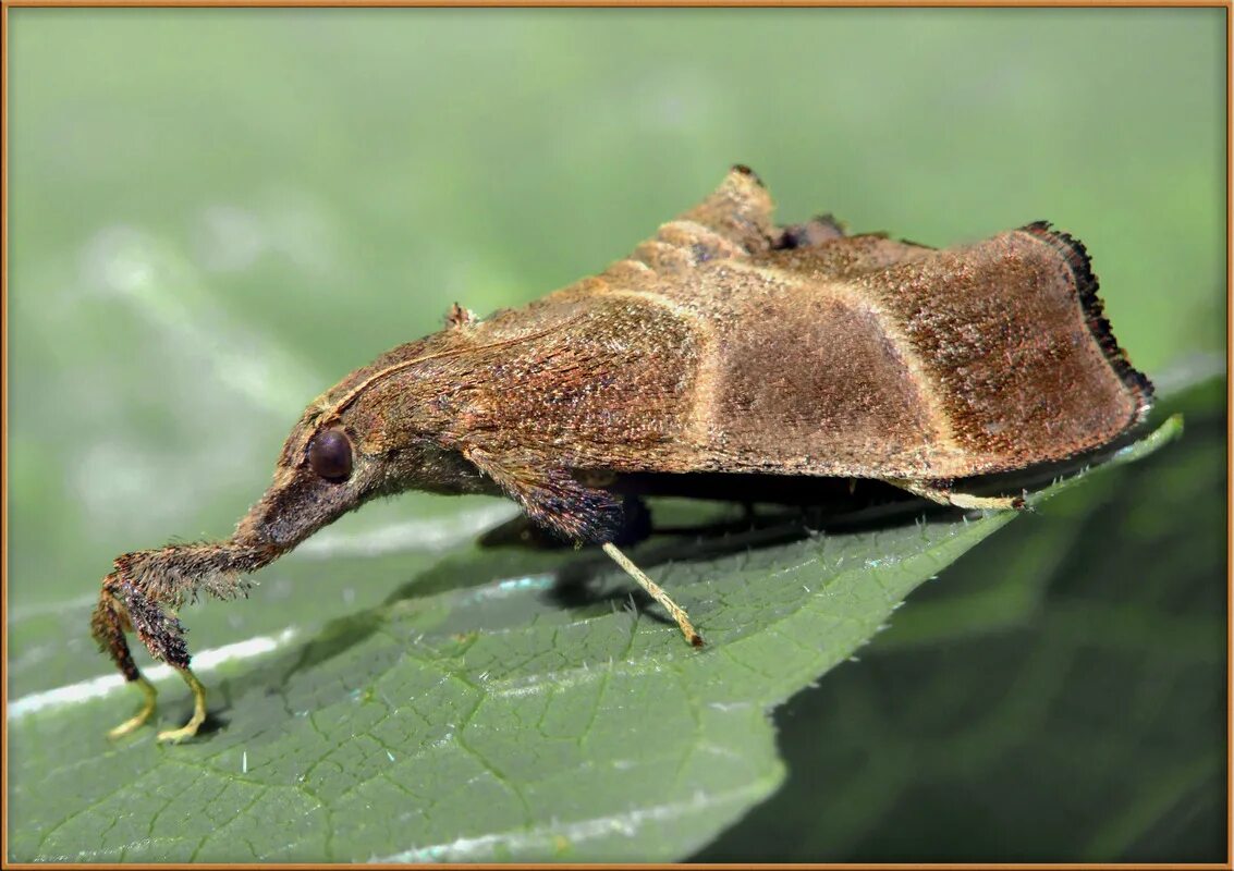 болотные насекомые. альпийский усач. насекомые дальнего востока. жуки амурской области. насекомые дальнего востока.