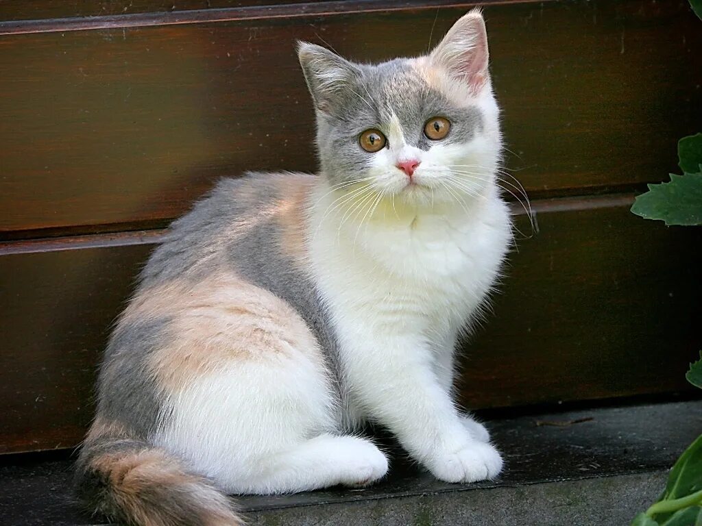 Кошки бело серого окраса. Британская короткошёрстная кошка Калико. Британская трехшерстная кошка. Британская короткошёрстная кошка трехцветная. Скоттиш страйт трехцветная.
