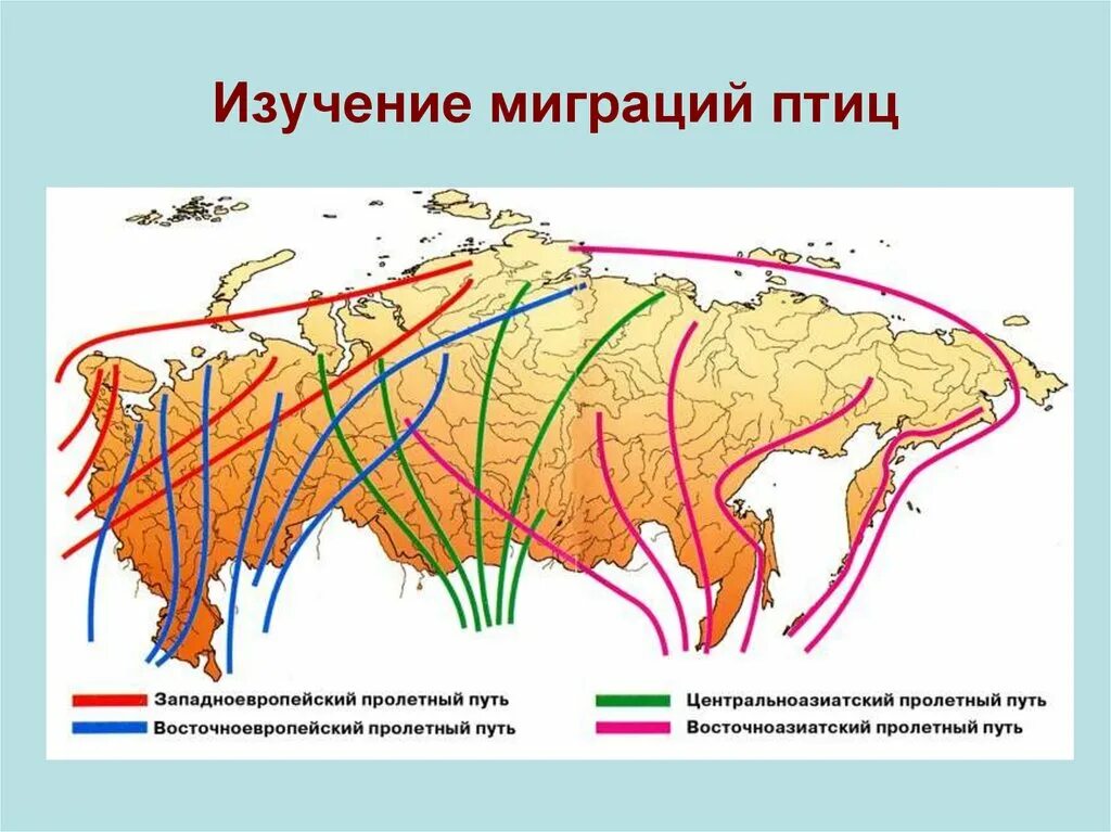 Расселение птиц. Маршруты миграции птиц России. Пути миграции перелетных птиц. Пути миграции птиц на карте. Маршруты миграции перелетных птиц.