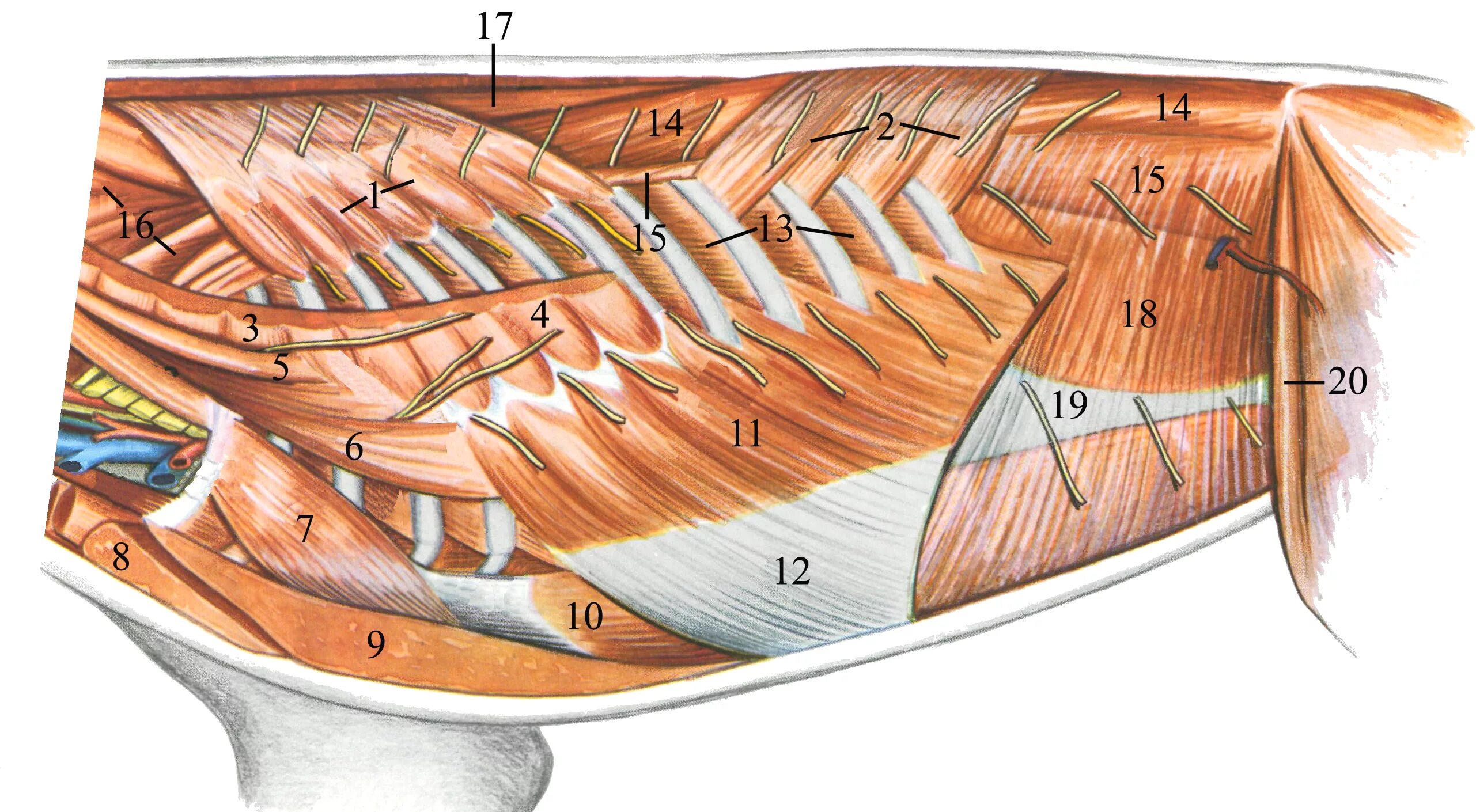 Стенка анатомия. Мышцы грудной клетки инспираторы экспираторы. Мышцы брюшной стенки коровы. Мускулатура грудной клетки собаки. Мышцы брюшной стенки анатомия животных.