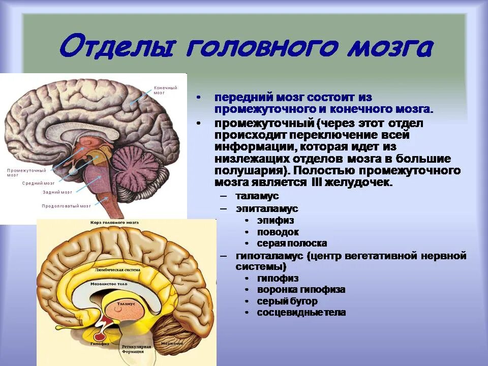 Что относится к головному мозгу