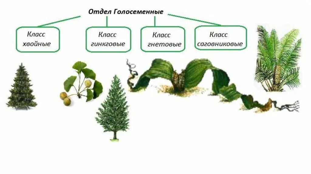 Отдел хвойных растений. Классы отдела Голосеменные растения. Отдел Голосеменные хвойные. Представители отдела голосеменных растений. Семейство Голосеменные представители.