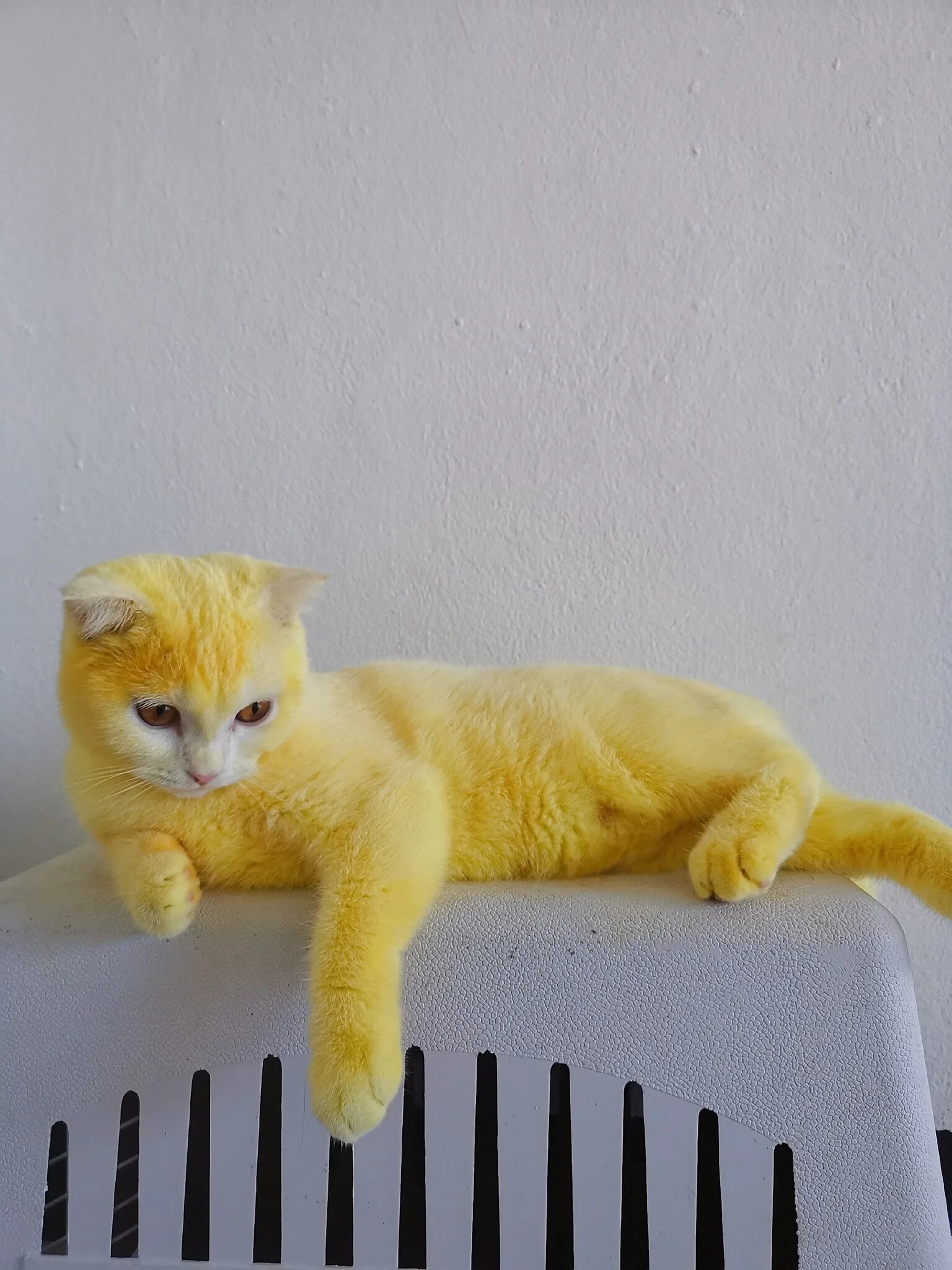 кошки желтого цвета. солнечный котенок. крашеный кот. желтенький котик. желтая кошечка.