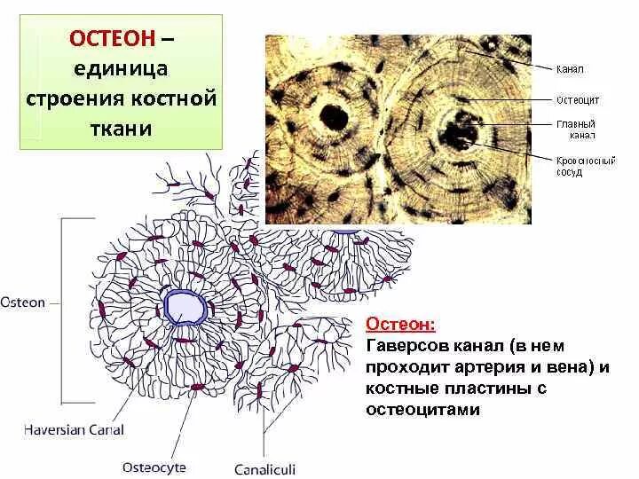 Строение остеона костная ткань. Костная ткань остеоны остеоцит. Костная ткань строение гаверсов канал. Строение костной ткани остеоциты. Остеон ткань