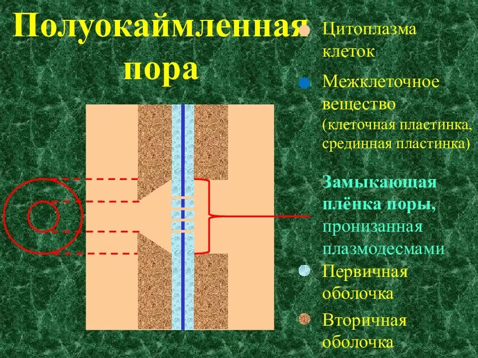 Строение окаймленной поры. Полуокаймленные поры. Состав замыкающей пленки поры. Срединные пластинки у растений.