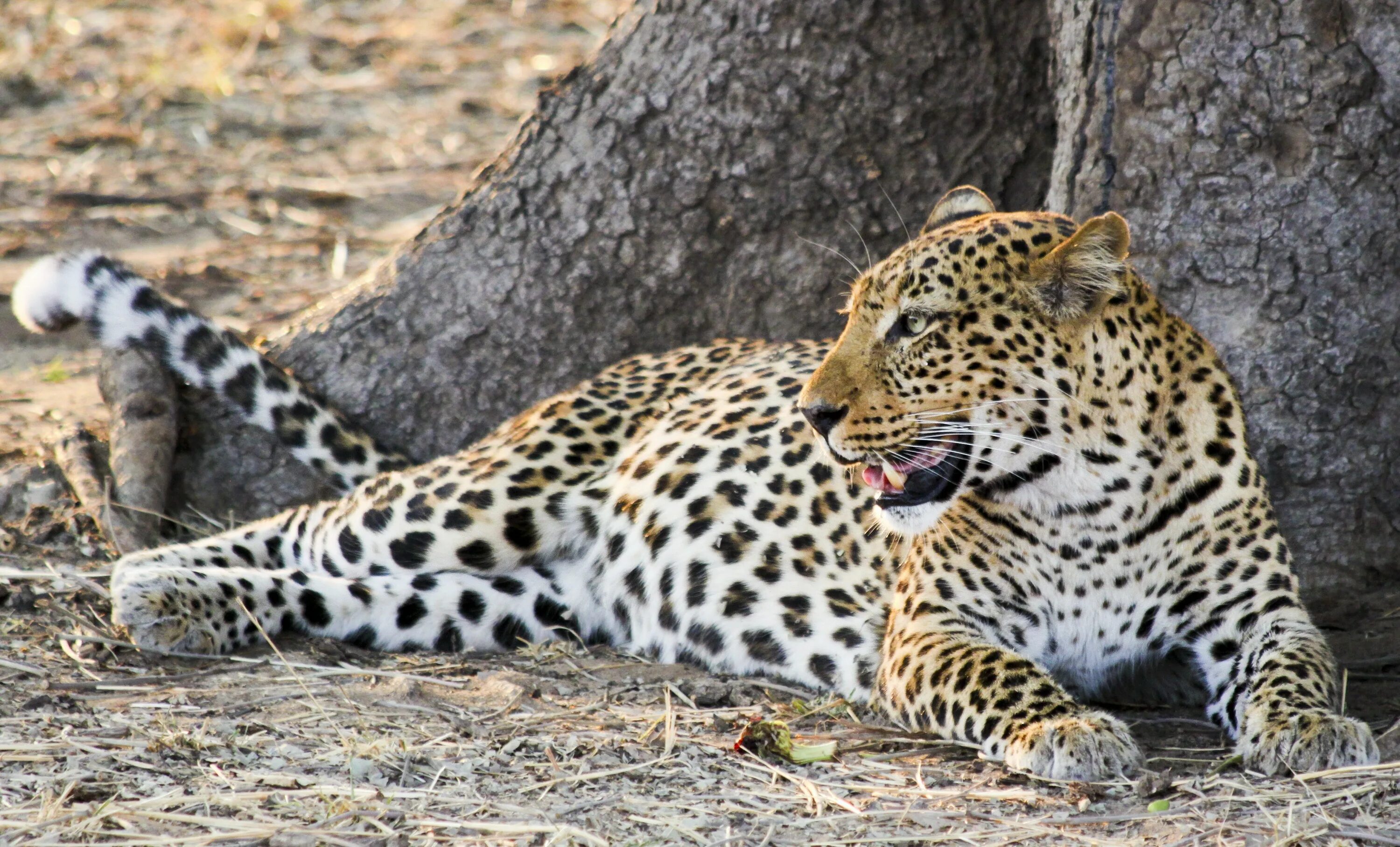 Animals in danger at present. Леопард в саванне. Леопард в Африке. Ягуар в саванне. Африканский Ягуар.