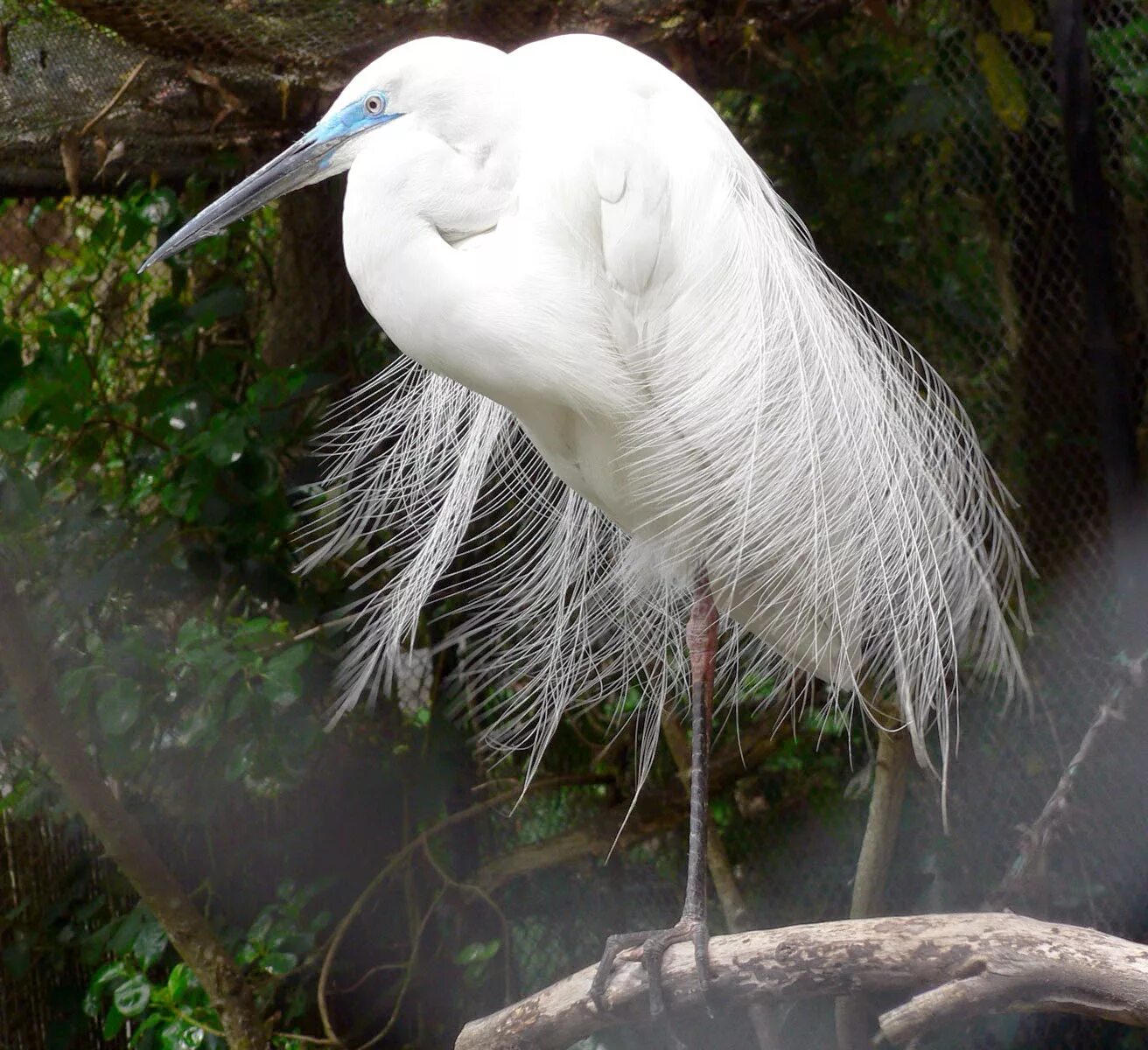 Огромные белые птицы. Большая белая цапля (Ardea Alba). Белая хохлатая цапля. Большая белая цапля (Egretta Alba). Цапля альбинос.
