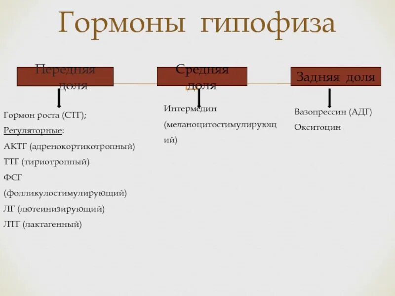 В гипофизе синтезируется гормон. Тропные гормоны гипофиза схема. Гормоны ________ образуются в средней доле гипофиза. Гормоны передней доли гипофиза схема. Эффекты гормонов средней доли гипофиза.