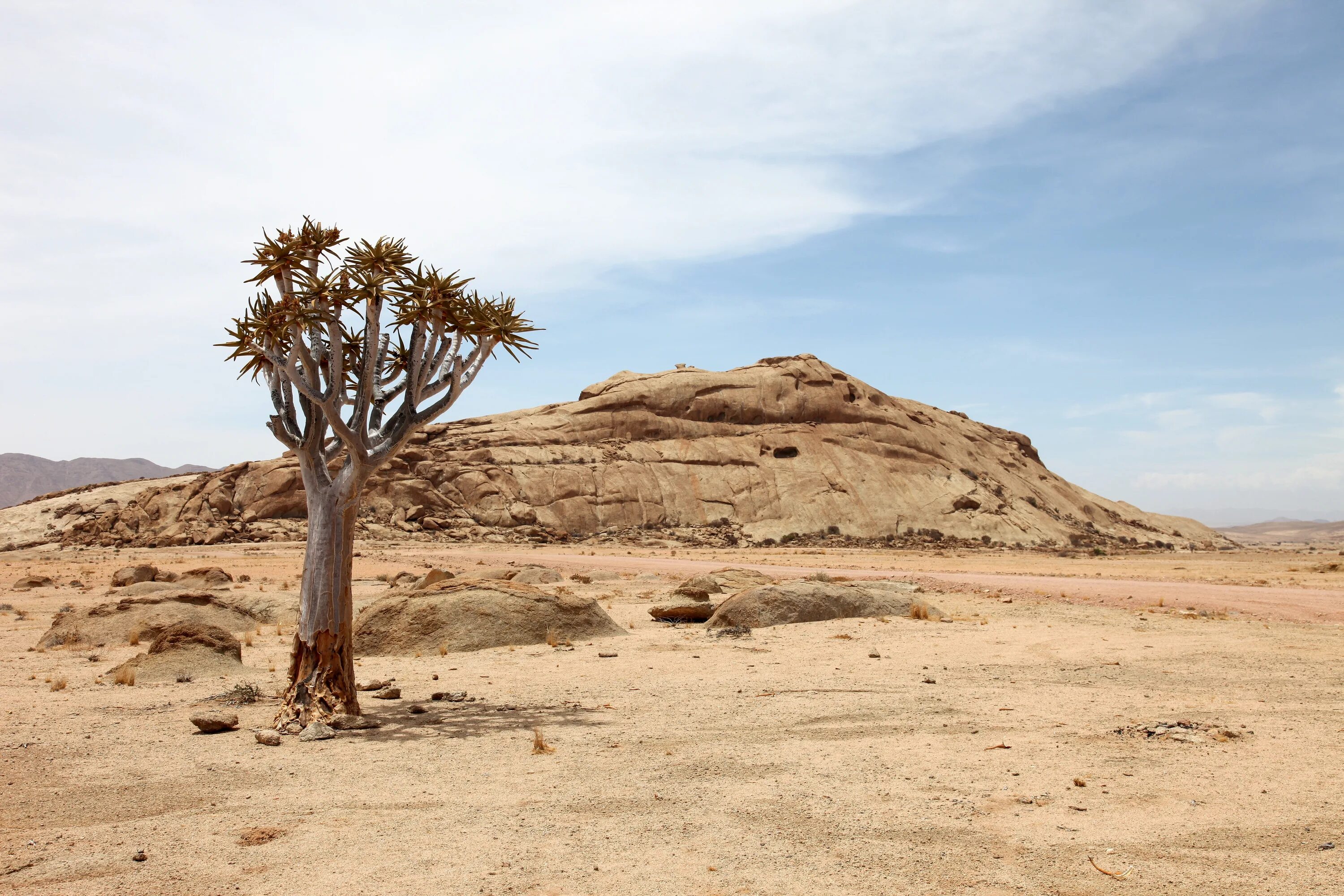 Период засухи. Саванна Африки засуха. Намиб дерево. Дерево в пустыне. Засушливое дерево.