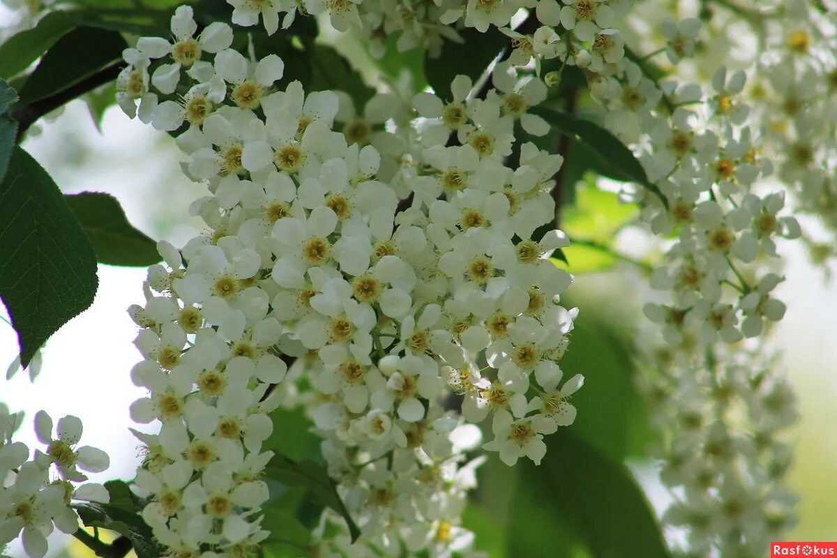 Черемуха обыкновенная цветение. Черемуха сибирская красавица. Черемуха растение. Какого цвета черемуха. Черемуха schloss tiefurt.