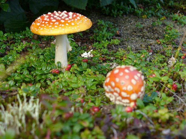 сивка-бурка сказка читать. сивка-бурка русская народная сказка. перстень конь терем мухоморы из какой. русские народные сказки сивка бурка. какие сказки.