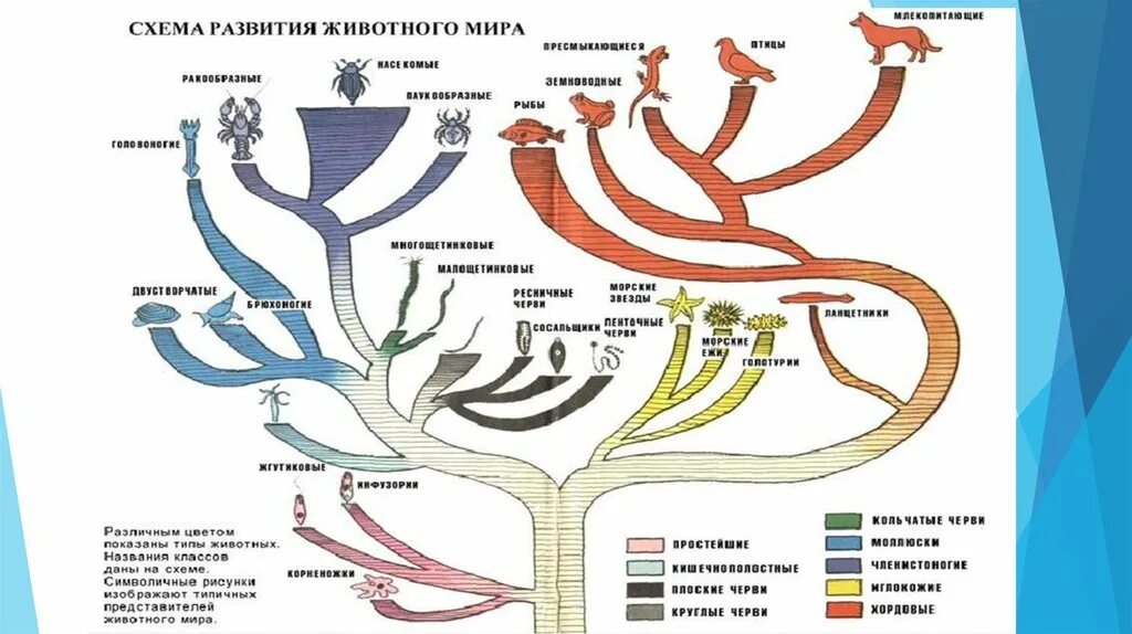 Как располагаются группы животных на родословном древе. Древо эволюции животных. Эволюция животных схема.