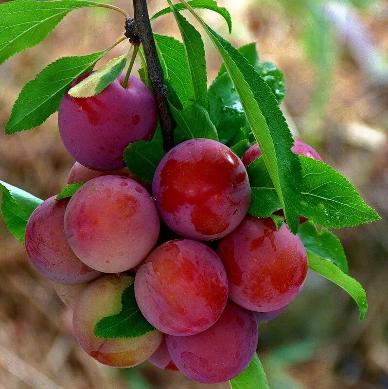 Саженцы каталог плодовые. Сорт алычи Кубанская Комета. Алыча Оцарк премьер. Слива алыча Кубанская Комета. Слива русская (алыча) Кубанская Комета.