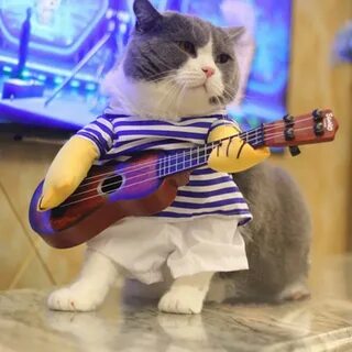 Кот с гитарой
