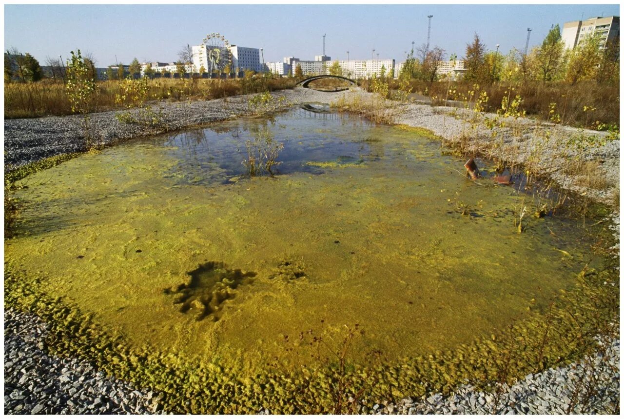 Экологические последствия аэс. Радиоактивный пруд Чернобыль. Радиоактивная озеро Припять. Река Припять загрязнение. Река Припять Чернобыль.