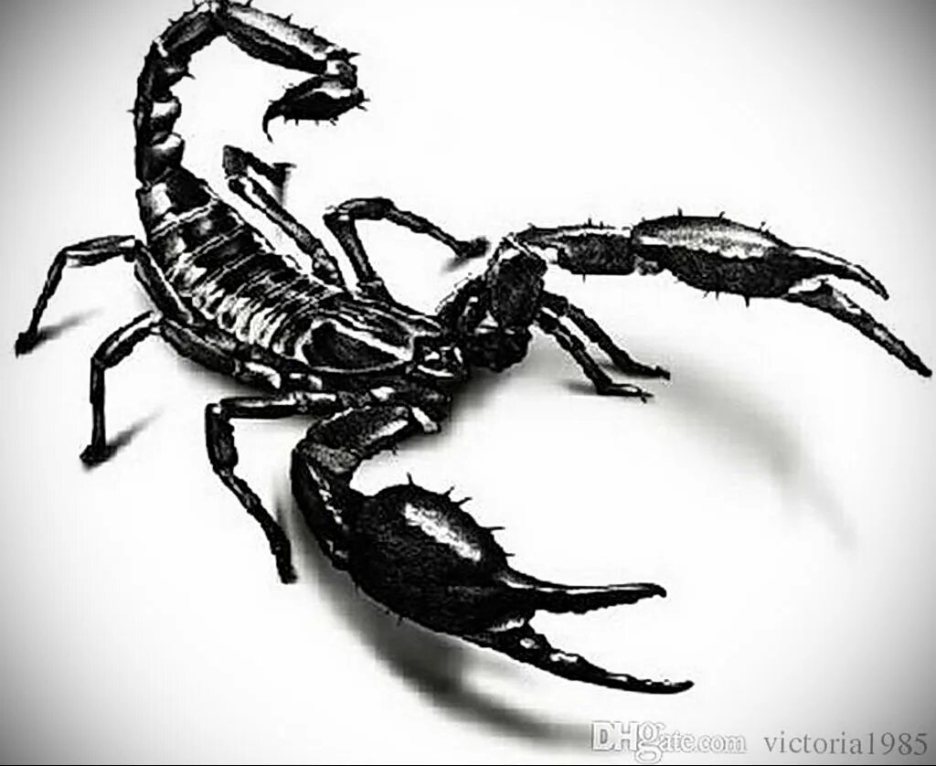 Scorpion white. Скорпион. Скорпион Графика. Скорпион вид сверху. Скорпион зарисовка.