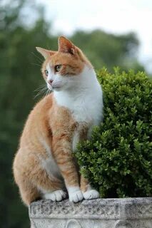 Фото рыже белого кота