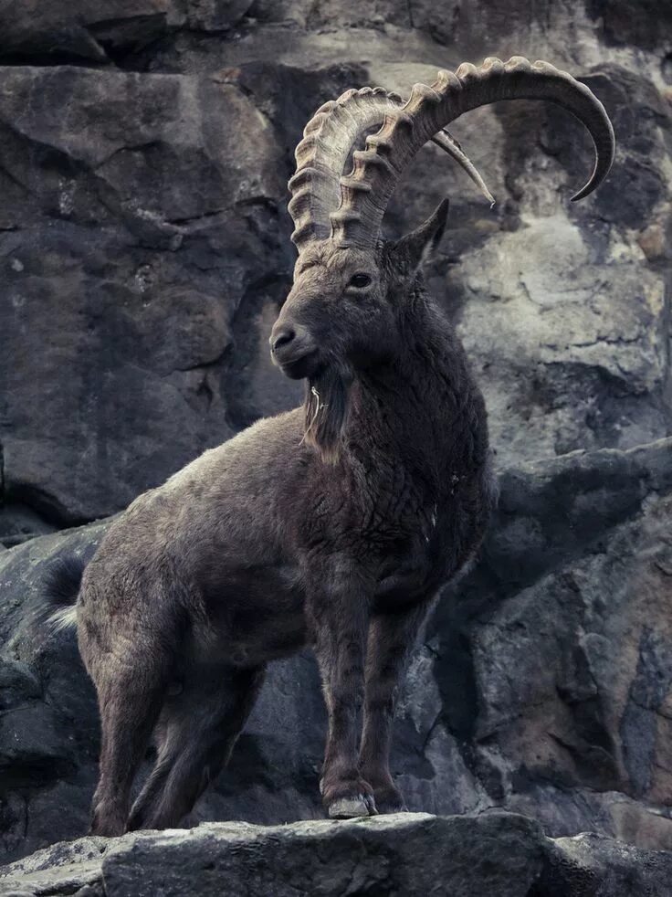 Video (U.S. National Park Service)