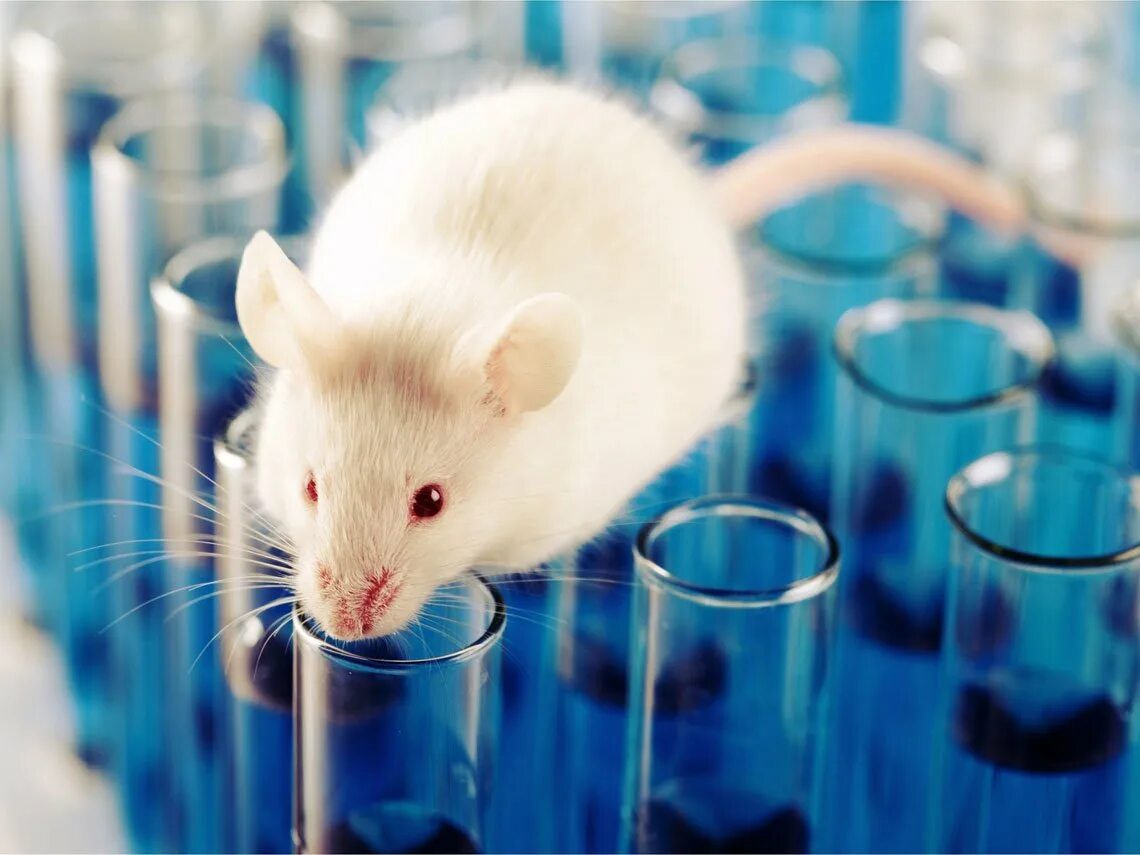 Экспериментатор ввел дозу адреналина лабораторной мыши. Мыши в лаборатории. Лабораторная крыса. Лабораторные животные. Эксперимент с мышами.
