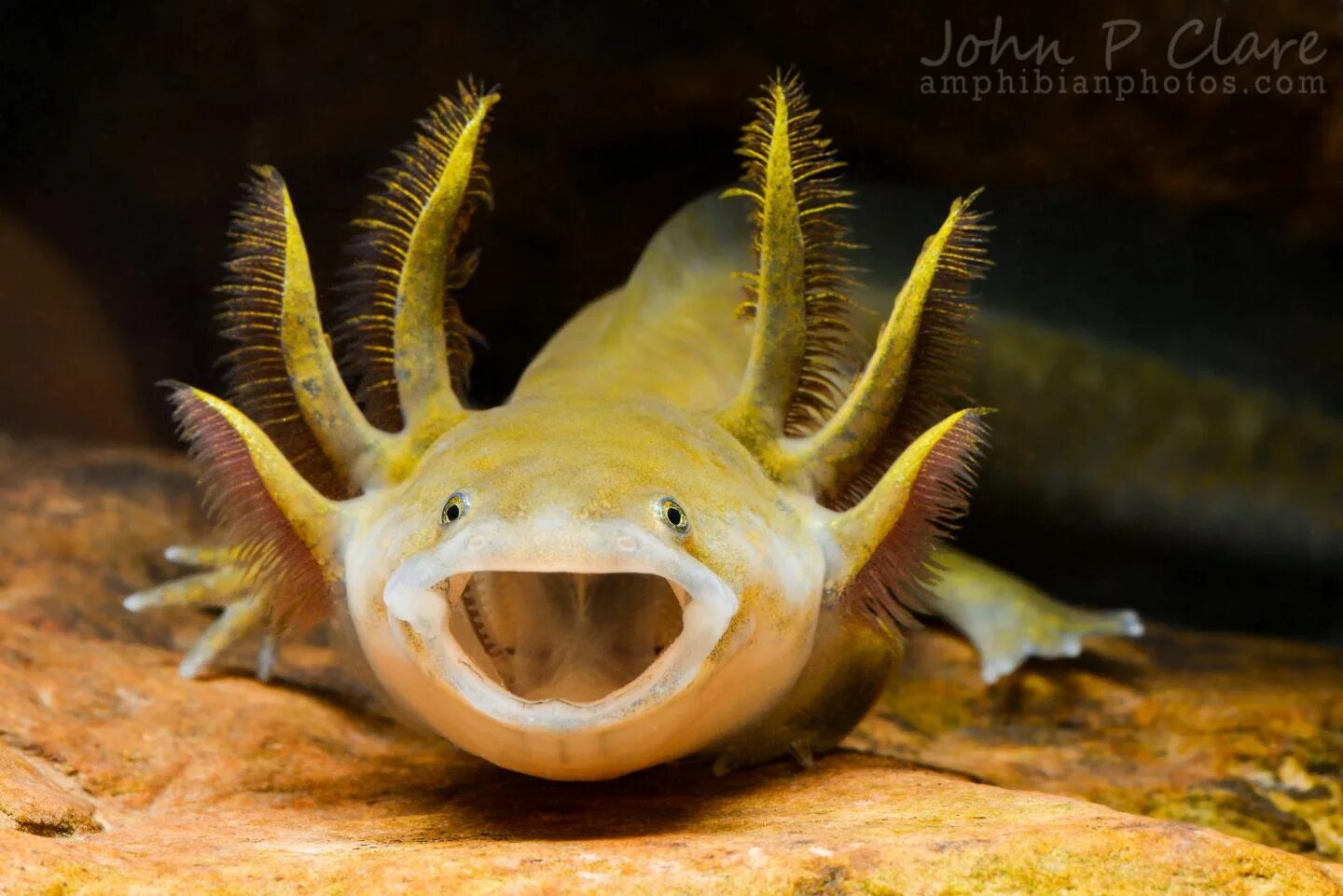 Личинка ящерицы. Аксолотль (Ambystoma mexicanum). Аксолотль желтый. Личинка Тритона аксолотль. Рыбка Тритон аквариумная аксолотль.