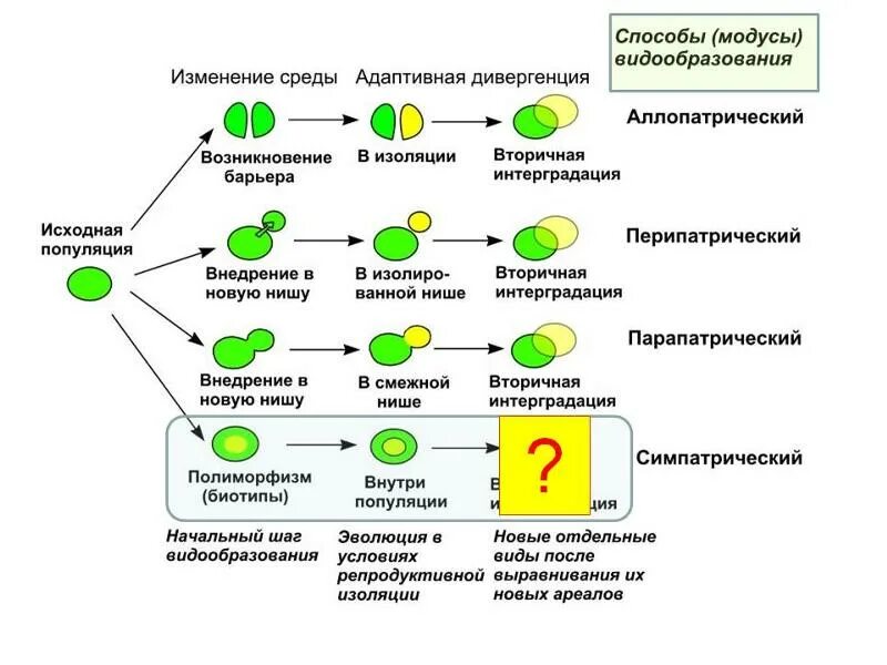 Этапы географической изоляции. Схема процесса географического видообразования. Этапы экологического видообразования биология 9 класс. Видообразование биология 11 класс таблица. Схема формы видообразования.