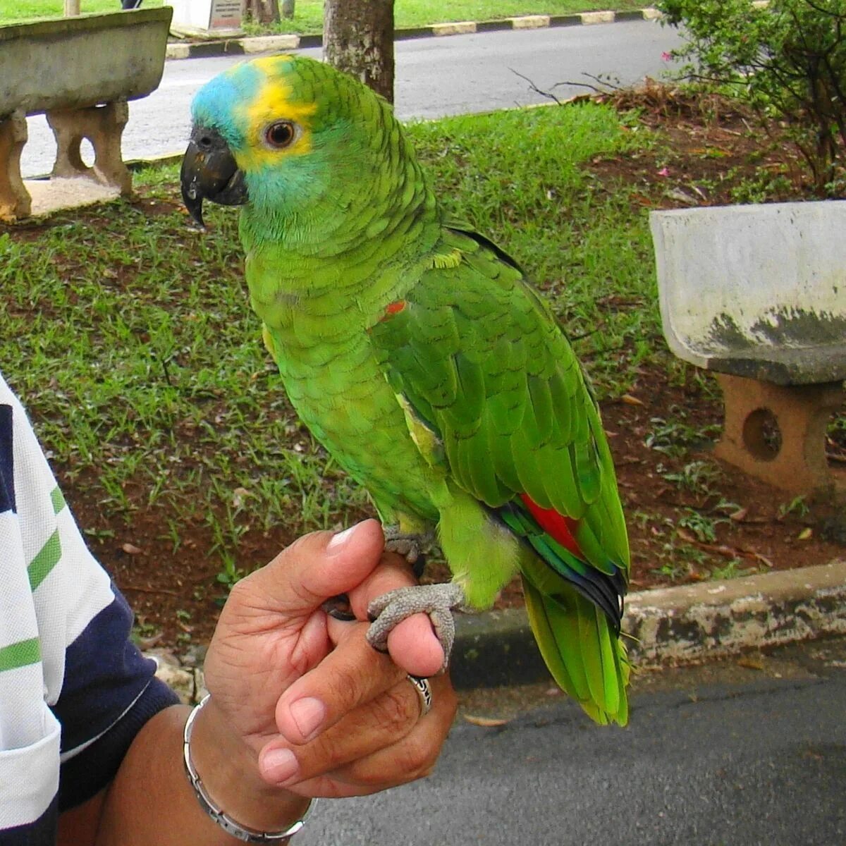 Топ амазона. Амазон попугай. Синелобый Амазон. Попугай породы Амазон. Амазонский Венесуэльский попугай.