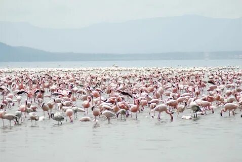 Остров фламинго джерба.