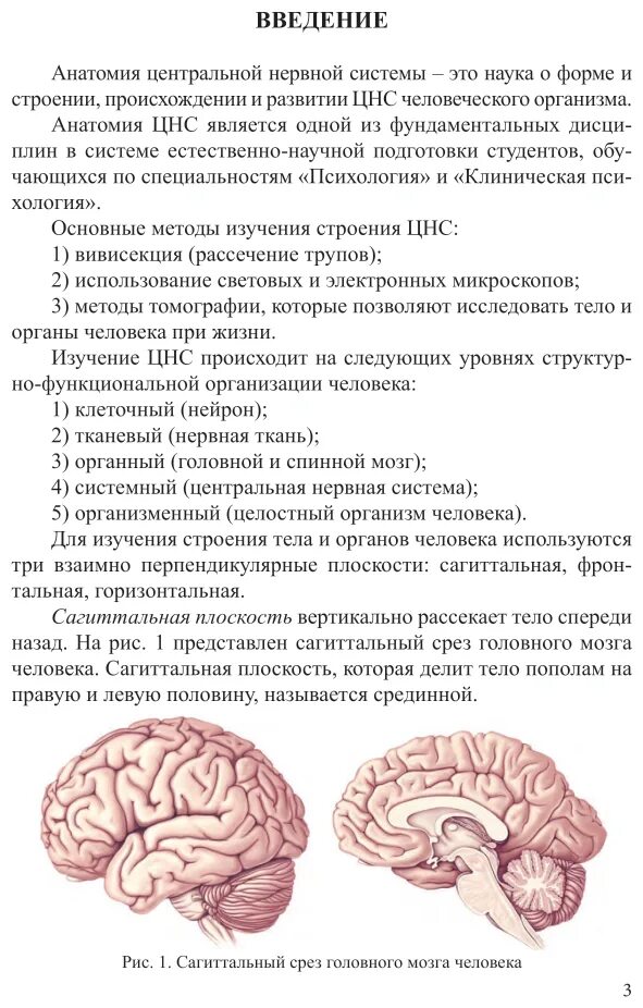 анатомические структуры нервной системы. нервная система человека. структура цнс человека. основные отделы центральной нервной системы человека схема. анатомический атлас нервная система.