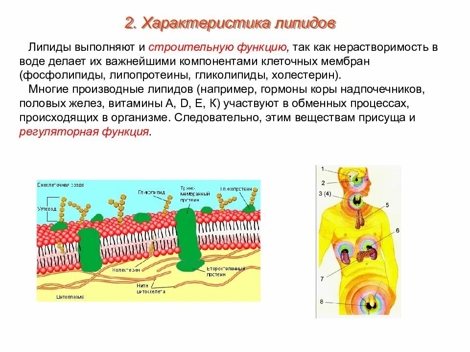 Какую функцию выполняют липиды и углеводы. Функции мембранных фосфолипидов в клетке.. что делает липиды важнейшими компонентами клеточных мембран. какие функции выполняют мембранные липиды?. функции липидов строительная функция липидов.